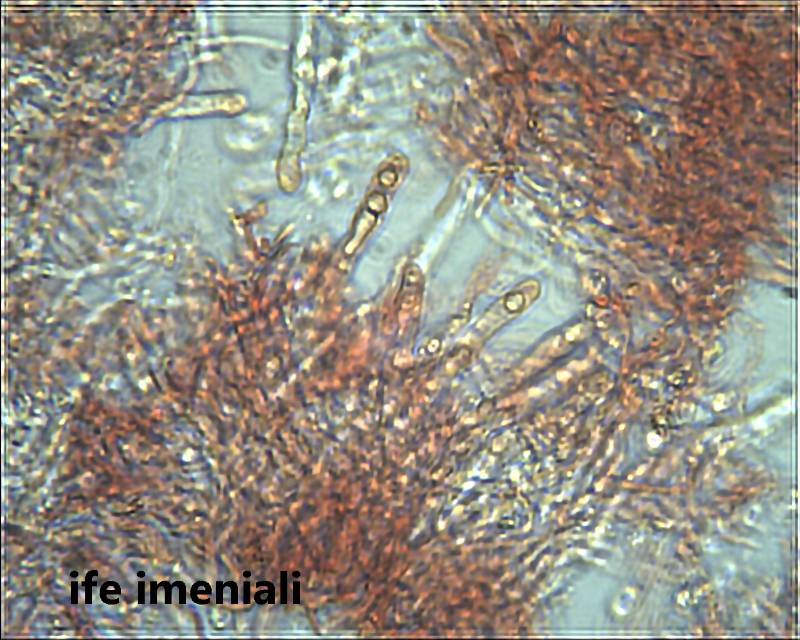 Scytinostroma hemydichophyticum Pouzar